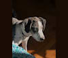 Juniper, a Treeing Walker Coonhound and American Foxhound mix tested with EmbarkVet.com
