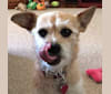 Penny, a Chihuahua and Pomeranian mix tested with EmbarkVet.com