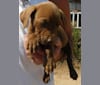 Photo of Kingston, a Weimaraner, Labrador Retriever, American Pit Bull Terrier, and Golden Retriever mix in Ontario, California, USA