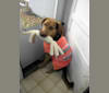 Francine, a Labrador Retriever and German Shepherd Dog mix tested with EmbarkVet.com