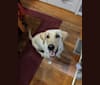 Joey, a Labrador Retriever tested with EmbarkVet.com