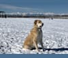 Bentley, an Anatolian Shepherd Dog and Great Pyrenees mix tested with EmbarkVet.com