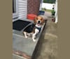 Tuck, a Beagle tested with EmbarkVet.com