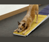Joliet, an Australian Cattle Dog tested with EmbarkVet.com