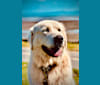 Bear, a Maremma Sheepdog tested with EmbarkVet.com