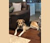 Photo of Jasper, a Siberian Husky, German Shepherd Dog, Great Pyrenees, Labrador Retriever, and Alaskan Malamute mix in Texas, USA