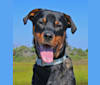 Dozer, a Rottweiler and Boxer mix tested with EmbarkVet.com