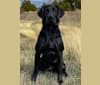 Bella, a Labrador Retriever tested with EmbarkVet.com