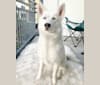 Leyla, a Siberian Husky and German Shepherd Dog mix tested with EmbarkVet.com