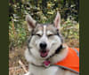 Mica, a Siberian Husky and Beagle mix tested with EmbarkVet.com
