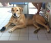 Hudson, a Labrador Retriever and German Shepherd Dog mix tested with EmbarkVet.com