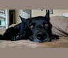 Koda, an Australian Cattle Dog and Boxer mix tested with EmbarkVet.com