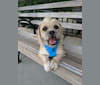 Mandoo, a Shih Tzu and American Pit Bull Terrier mix tested with EmbarkVet.com