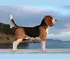 Peter Pan Lou Crystal Song, a Beagle tested with EmbarkVet.com