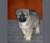 Murdoch, an Alaskan Malamute and German Shepherd Dog mix tested with EmbarkVet.com
