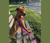 Mina, a Golden Retriever and American Pit Bull Terrier mix tested with EmbarkVet.com