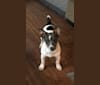 Flowrider’s Illuminate, a Teddy Roosevelt Terrier tested with EmbarkVet.com