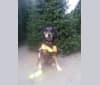 Nala, a Labrador Retriever and German Shepherd Dog mix tested with EmbarkVet.com