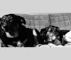 Bruce, a Beagle and Boxer mix tested with EmbarkVet.com