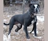 ACE, an Alapaha Blue Blood Bulldog tested with EmbarkVet.com