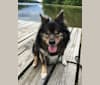 Photo of Yowie, an American Eskimo Dog and Chihuahua mix in St. Louis, Missouri, USA