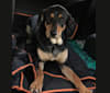 Photo of Wyatt, a Labrador Retriever, Doberman Pinscher, and Rottweiler mix in Virginia, USA