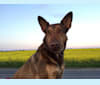 Marco, a Collie and German Shepherd Dog mix tested with EmbarkVet.com