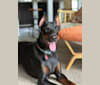 Citali Agir Di Liguori, a Doberman Pinscher tested with EmbarkVet.com