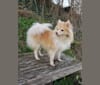 Nayomi, a Pomeranian and Siberian Husky mix tested with EmbarkVet.com