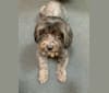 Baxter, a Shih Tzu and Poodle (Small) mix tested with EmbarkVet.com