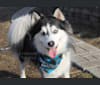 Pongo, a Siberian Husky and Pomeranian mix tested with EmbarkVet.com