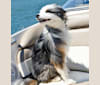 Baxter, an Aussiedoodle tested with EmbarkVet.com