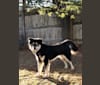 Mina, a Japanese or Korean Village Dog tested with EmbarkVet.com