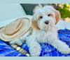 Shasta, a Tibetan Terrier tested with EmbarkVet.com