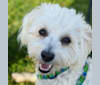 Squishy, a Poodle (Small) and Maltese mix tested with EmbarkVet.com