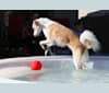 Kona, an Arabian Village Dog tested with EmbarkVet.com