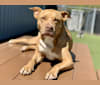 Bonnie, a Staffordshire Terrier and Boxer mix tested with EmbarkVet.com