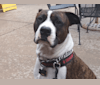 Augie, a Boxer and American Bulldog mix tested with EmbarkVet.com