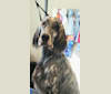 Photo of Kent, an English Setter  in Oakville, Ontario, Canada