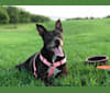Photo of Halle, an American Pit Bull Terrier, Catahoula Leopard Dog, and Mixed mix in Baton Rouge, LA, USA