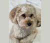 Photo of Leo, a Cavapoo  in Crystal Springs, Florida, USA