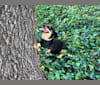 HeidiBean, a Dachshund and Chihuahua mix tested with EmbarkVet.com
