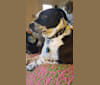 Koda, a Boxer and Australian Cattle Dog mix tested with EmbarkVet.com