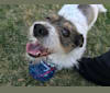 Torey, a Rat Terrier and Cocker Spaniel mix tested with EmbarkVet.com
