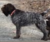 Rosie, a Wirehaired Pointing Griffon tested with EmbarkVet.com