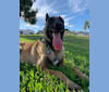 Photo of Logan, a Belgian Malinois and German Shepherd Dog mix in San Diego, California, USA