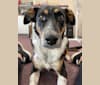 Carson, an Australian Cattle Dog and Mountain Cur mix tested with EmbarkVet.com