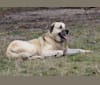 Pasha, an Anatolian Shepherd Dog tested with EmbarkVet.com