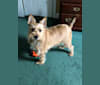 Wilbur, a Miniature Schnauzer and Rat Terrier mix tested with EmbarkVet.com