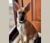 Loki, a Belgian Malinois and German Shepherd Dog mix tested with EmbarkVet.com